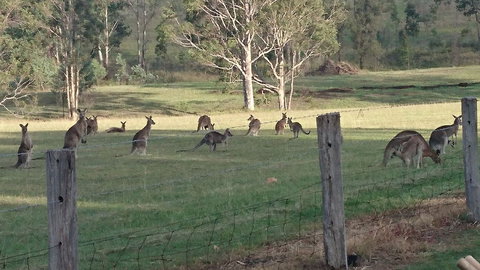 Mistletoe Winery - Accommodation NT 1