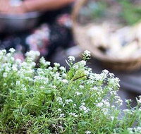 Harvest - Accommodation NT