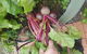 Restaurant Botanica - thumb 8