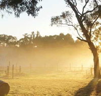 Spot Pea - NT Tourism