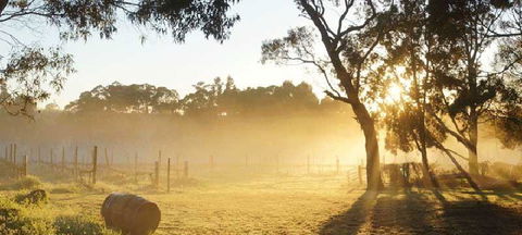 Spot Pea - NT Tourism 0