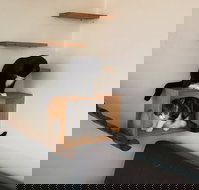 Hobart Cat Cafe - NT Tourism