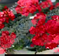 Poppys Home  Garden Centre - NT Tourism