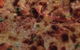 Fat Quoll Woodfire - thumb 5