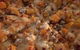 Fat Quoll Woodfire - thumb 6