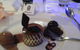 Acqua Viva On The Swan - thumb 3