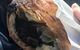 Mundaring Artisan Bakery Cafe - thumb 4