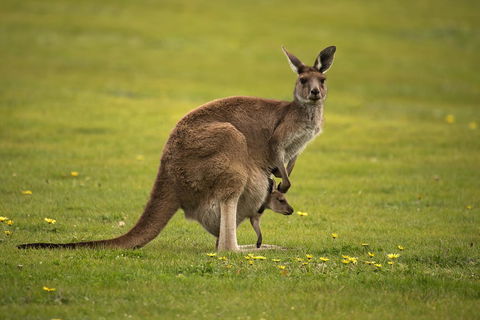 Lure Bed And Breakfast - NT Tourism 20