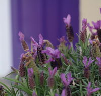 The Purple Door on Seaview - Accommodation NT