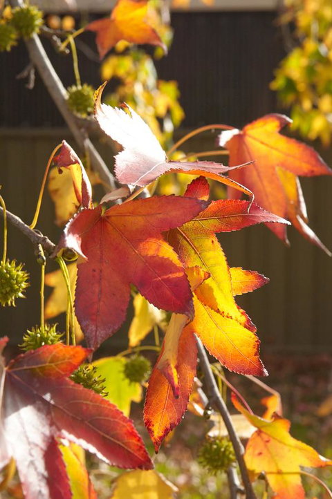 Motel Mount Gambier - NT Tourism 22