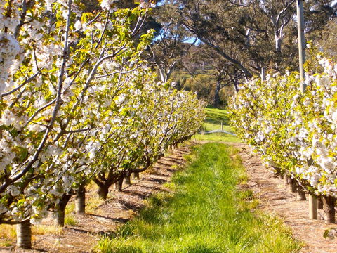 STUDIO ECHUNGA Adelaide Hills - NT Tourism 18