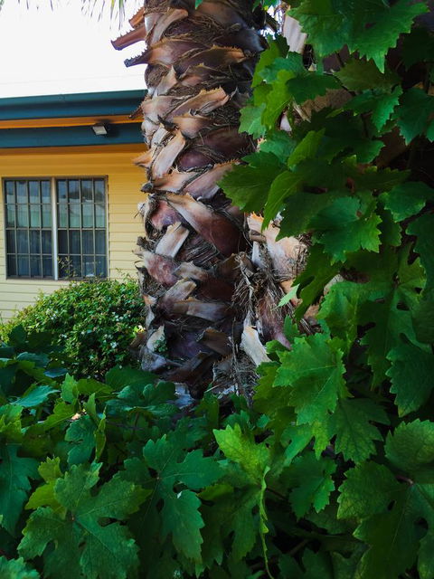 Ten Dollar Town Motel - Accommodation NT 19