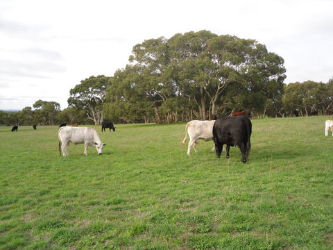 Wenton Farm Holiday Cottages - NT Tourism 17