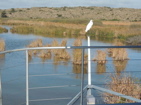 PS Federal Retreat Paddle Steamer Goolwa - NT Tourism 11