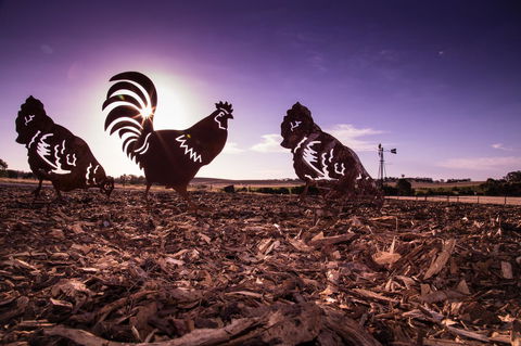 Bukirk Glamping & Fancy Coops - NT Tourism 34