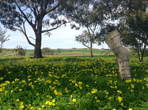Clare Valley Cabins - NT Tourism 14
