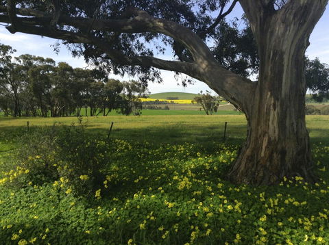 Clare Valley Cabins - NT Tourism 1