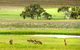 Clare Valley Cabins - thumb 35
