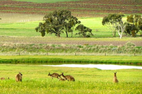 Clare Valley Cabins - NT Tourism 35