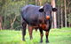 SummerHills Retreat Byron Bay - thumb 38