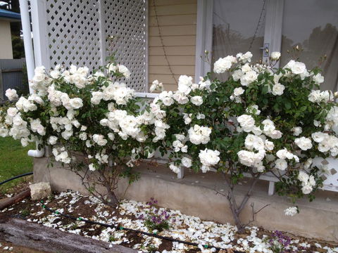 Railway Cottage In Beachport - NT Tourism 12