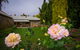 Grand Cru Estate Homestead - thumb 8