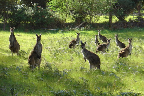 Blue House Denmark - Accommodation NT 13