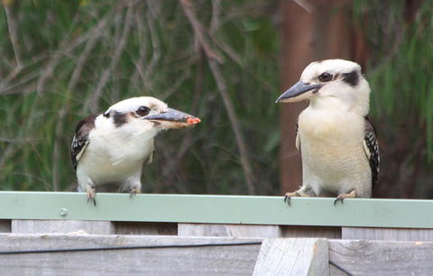 Riverview Tourist Park - Accommodation NT 27