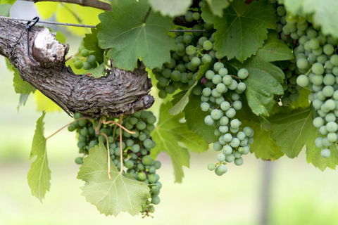 Thistle Hill Guesthouse - Walk To Many Wineries And Restaurants - Accommodation NT 44