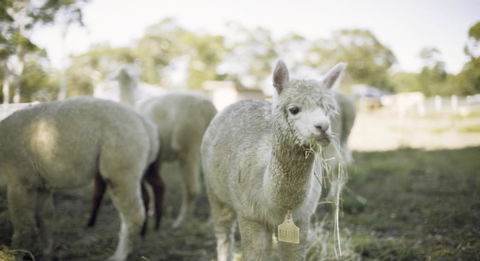 The Woods Farm Jervis Bay - Accommodation NT 12