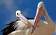 Condo 105 @ Horizons Golf Resort - Salamander Bay NSW - thumb 14