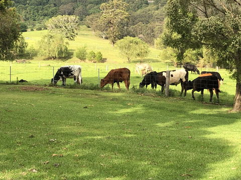 Arcadia - The Barn Cottage & Rosehill Cottage - Accommodation NT 26