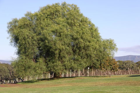 Adina Vineyard - NT Tourism 17
