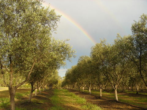 Adina Vineyard - NT Tourism 19