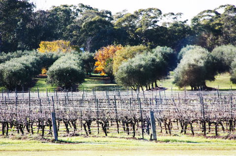 Adina Vineyard - NT Tourism 15