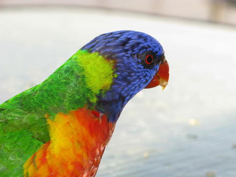 Baywatch Apartments Merimbula - Accommodation NT 23