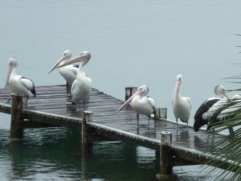 Pelican H2O One & Two Bedroom Apartments - Accommodation NT 6