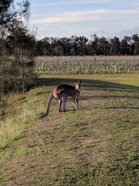 Madigan Wine Country Cottages - NT Tourism 7