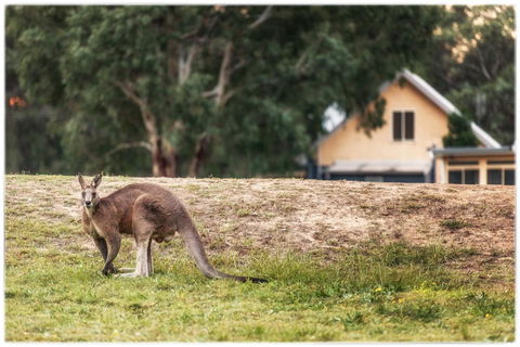 Madigan Wine Country Cottages - NT Tourism 4