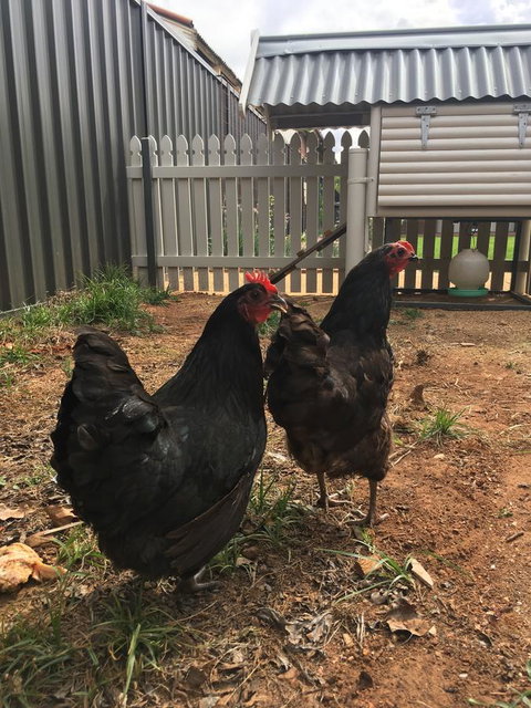 Thelma's Temora - Accommodation NT 13