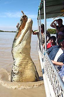 Kakadu @ The Kube (Darwin City) - Accommodation NT 3