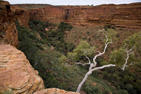 Kings Creek Station - Accommodation NT 15