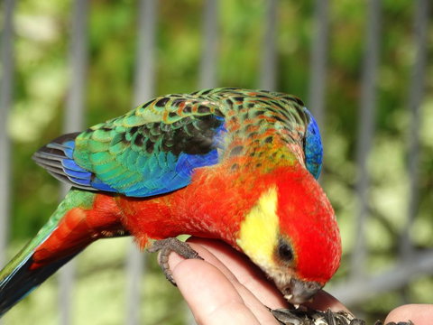 Cinnamon Coloureds Farm Cottages - Accommodation NT 3