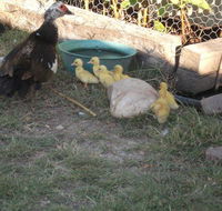 Corella Creek Country Farm Stay - Accommodation NT