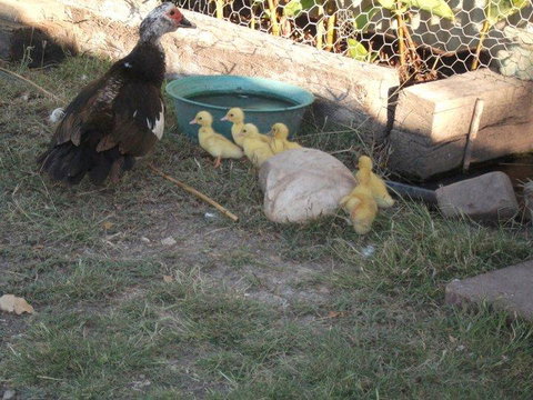 Corella Creek Country Farm Stay - Accommodation NT 0