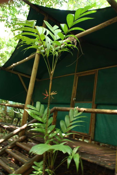 Daintree Crocodylus - Accommodation NT 3