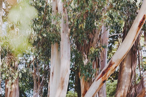 Dalblair Bed & Breakfast - Accommodation NT 2