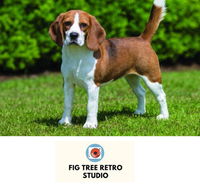 Fig Tree Retro Studio - NT Tourism