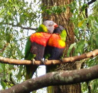 Gecko Cottage - Accommodation NT