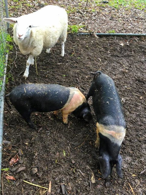 Geelong Tiny House - Accommodation NT 3